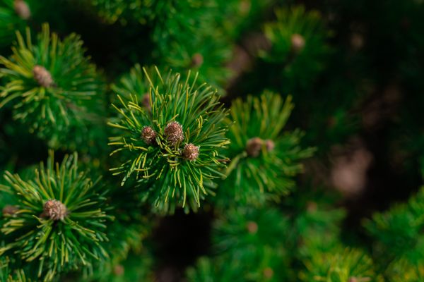 furu, tre, Columbian spruce, balsam fir, shortleaf black spruce, white pine