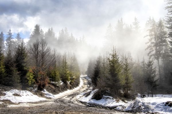 natur, landskap, tre, furu, skog, kode