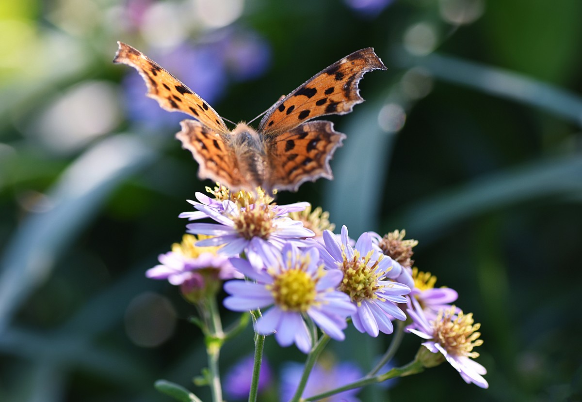 luonnollinen, kukka, kasvi, pölyttäjä, Polygonia, hyönteinen, perhonen, niveljalkaisten, terälehti, moths ja perhosia, hunajamehiläinen, argynnis, european michaelmas daisy, kasvi, sininen puu aster, aglais, keisarinviitta, siitepöly, New England asteri, selkärangaton, kalvo siivekäs hyönteinen, tatarian aster, wildflower, hallitsija perhonen, daisy perhe, aromatic aster, nurmikasvien kasvi, villieläimet, taide, makrokuvaus, yksivuotiset kasvit, koi, Forb, kippari perhonen, Dark green fritillary, nokkosperhonen, mehiläinen, kimalainen, nymphalis, yrtti, issoria, harjaa jaloin perhonen, lycaenid, Megachilidae, buddleia, Small pearl bordered butterfly, noppaperhoset, auringonkukka, valokuvaus, Kaaliperhoset, new york aster, lilja perhe, Queen of spain fritillary