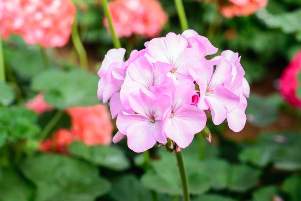 flor, rosado, jardín, Jardines, flor rosa, naturaleza