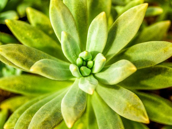 cactus, désert, plante, vert, la nature, jardin