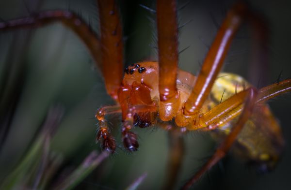 hmyz,makro,pavúk,pavúkovec,portrét,makro fotografie