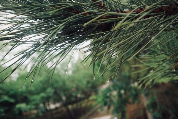 pino,pioggia,pino bianco,Columbian spruce,albero,pino rosso