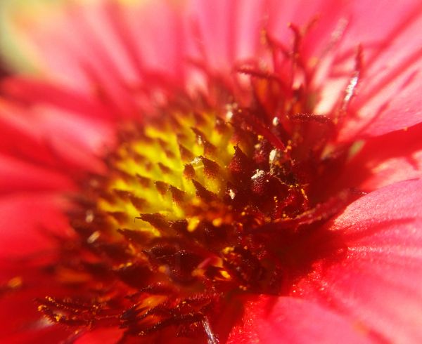 blommig, natur, bakgrund, blomma, sommar, mönster