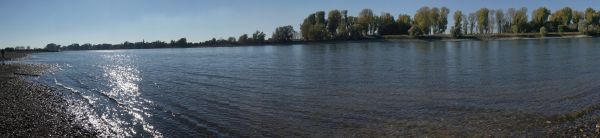 rhine, river, summer, drought, low tide, water