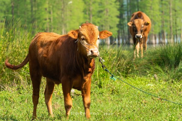 plante, ko, øje, arbejder dyr, træ, naturlige landskab