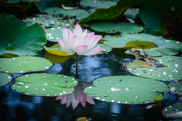 bloem,lotusbloem,mooi,mooi,pittoreske,fijn