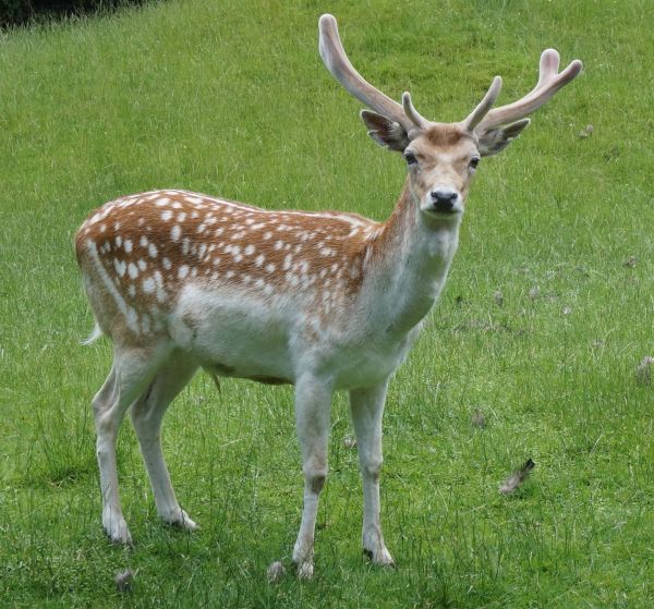 szarvas,állat,emlős,vadvilág,fauna,szikaszarvas