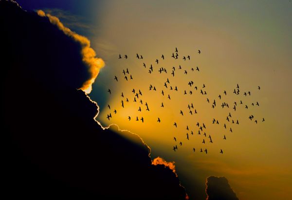 birds,cloud,sky,sunlight,sunrise,sunset