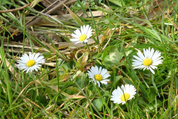 blomst,Tusenfryd,blomstrende plante,heath aster,anlegg,prestekrage