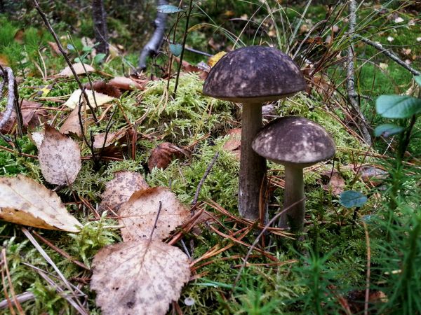 feuille, forêt, champignons, champignon, Contexte, comestible