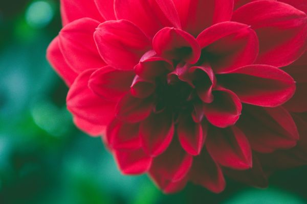 autumn,background,beautiful,beauty,black,bloom