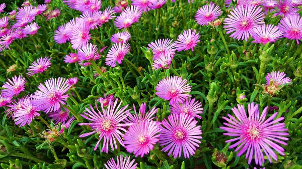 çiçek, Çiçekli bitki, aromatic aster, bitki, Buz fabrikası, Lambranthus