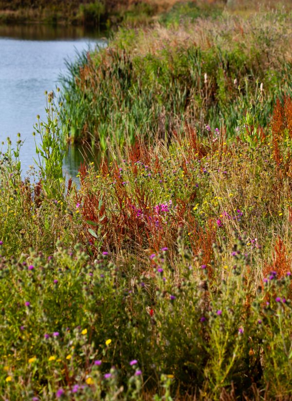 malul râului,sălbatic,Engleză,flori,purple wildflowers,ciulin violet