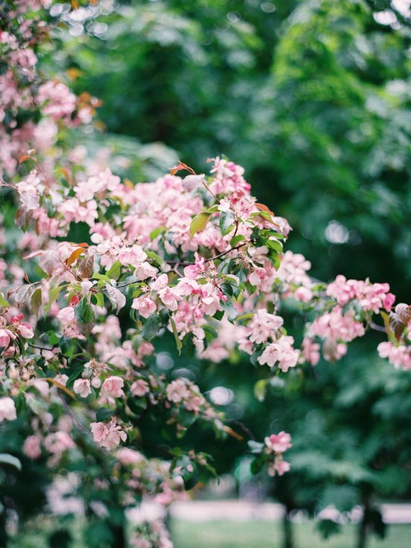 natural,flor,plantar,botânica,pétala,ramo