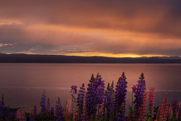 apă,lac,lupin,flori,dimineaţă,soare