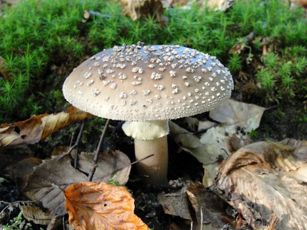 mushrooms, mushroom, fungus, penny bun, agaric, agaricaceae