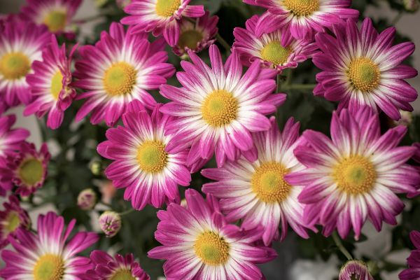 Çiçekler,pink nature,kapatmak,Bahar,Yapraklar,yapraklar