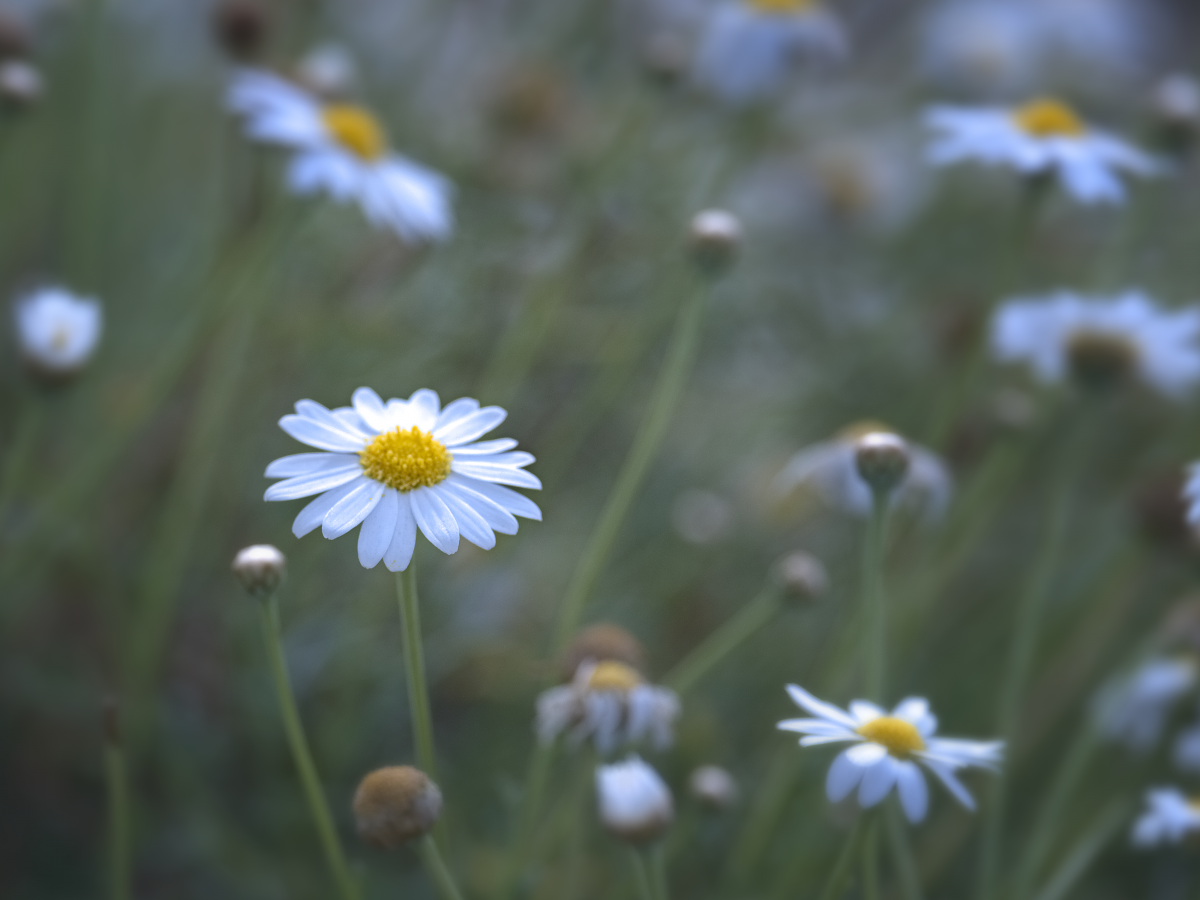 Papatya, çiçek, alan, yeşil, Odaklanmak, bokeh, bitki örtüsü, rahatlatıcı, Çiçekli bitki, papatya, heath aster, Okseye papatya, Mayweeed, bitki, papatya, taçyaprağı, Chamaemelum nobile, Marguerite papatya, Bahar, çimen, Papatya ailesi, yabani çiçek, Ot ailesi, kapatmak, çayır, Aster, fotoğrafçılık, Bitki kökü, Tanacetum balsamita, Asterales, Makro fotoğrafçılığı, İspanyol papatyası, Çok yıllık bitki