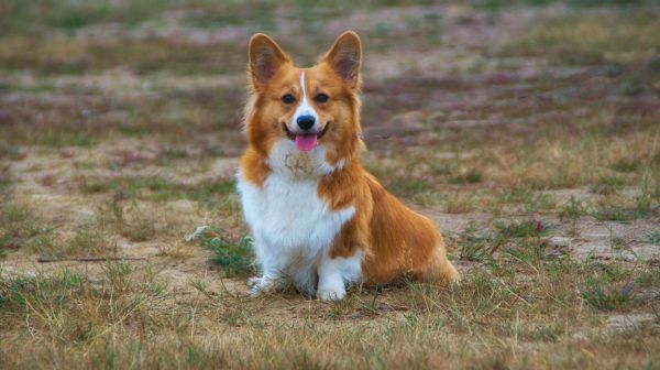 štěně,Pes,pes jako savci,Welshcorgi,corgi,štěně