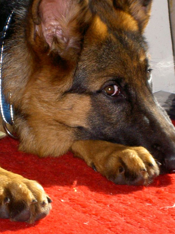 Deutsche, Schäfer, Hund, Säugetier, Wirbeltier, Canidae