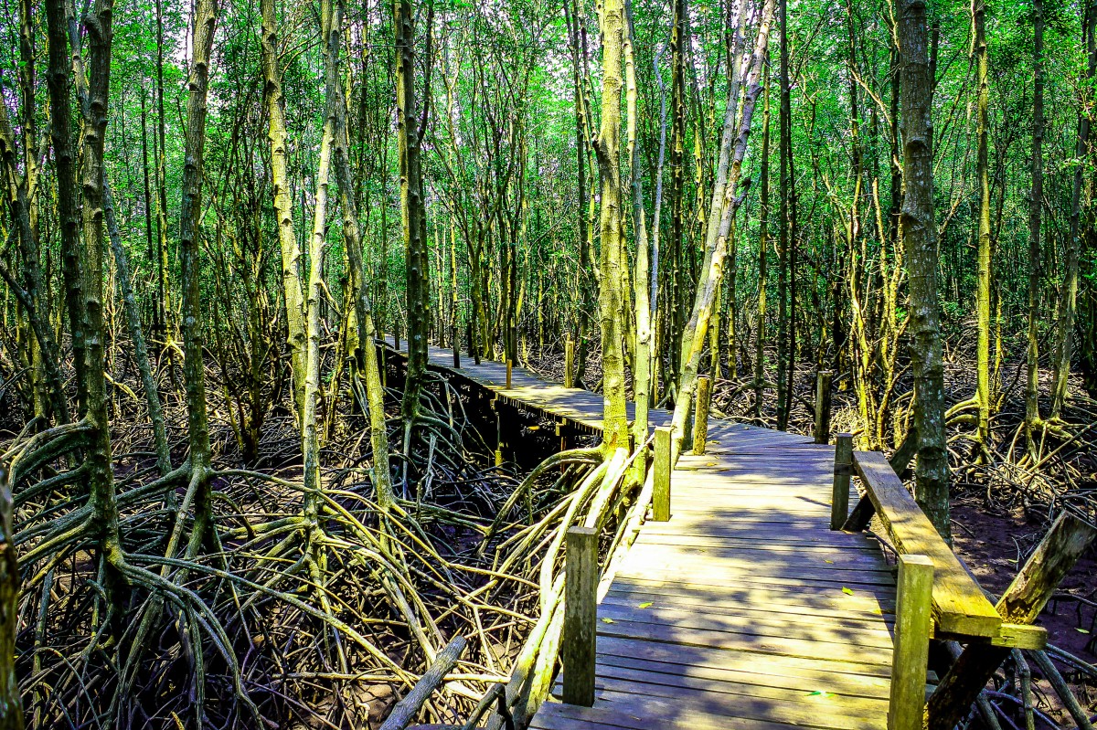 mangrove, fabriek, groen, natuur, tropisch, Bos, park, boom, landschap, reizen, Thailand, oerwoud, natuurlijk, water, buitenshuis, zee, blad, milieu, achtergrond, wortel, strand, tak, gebladerte, Azië, rivier-, wild, hout, houten, flora, moeras, ecosysteem, pad, bos-, vegetatie, natuurgebied, wetland, oude groei bos, oeverbos, bosje, gras familie, moerassige rivierarm, Valdiviaans gematigd regenwoud, regenwoud, gras, spoor, bamboe, biome, gemeentepark, sparren sparrenbos, gematigd naaldbos, romp, loof, gematigde breedbladige en gemengde bossen