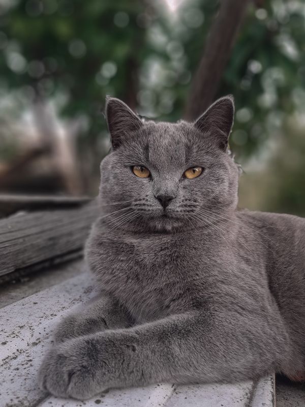 söt katt,grå katt,stående av ett djur,sällskapsdjur,se,djurhår