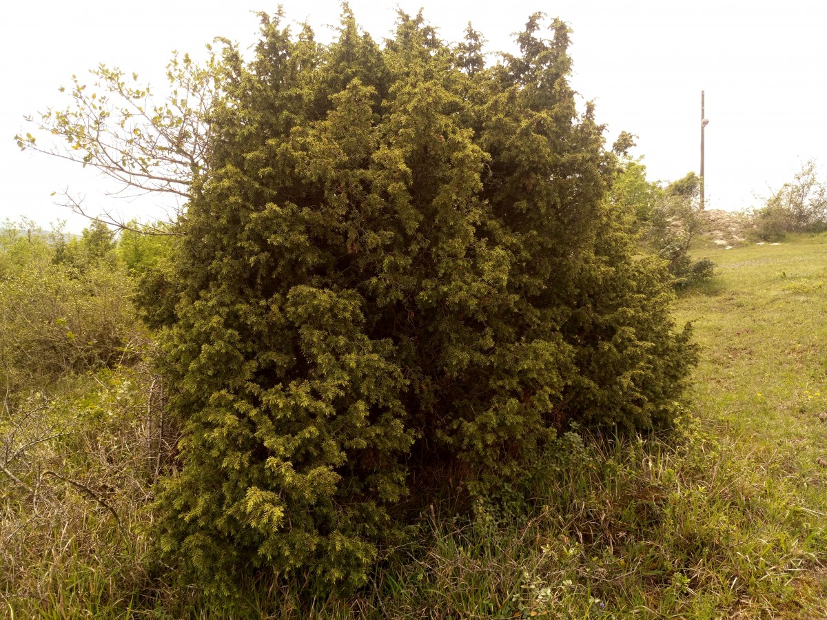 grönska, buske, träd, natur, växt, träig växt, shrubland, American larch, blomma, Växtgemenskapen, Thuya, vintergröna, Red juniper, Cypress familj, barrträd, tall familj, enbär