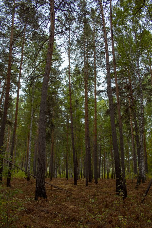 forest,nature,landscape,autumn,pines,trees