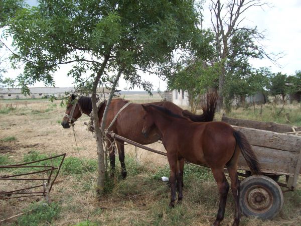 animal,fundal,animale,natură,iarnă,lemur