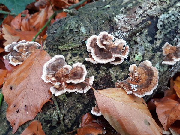 Pilz, Agaricomyceten, Wald, Schaffung, Auriculariaceae, Agaricaceae