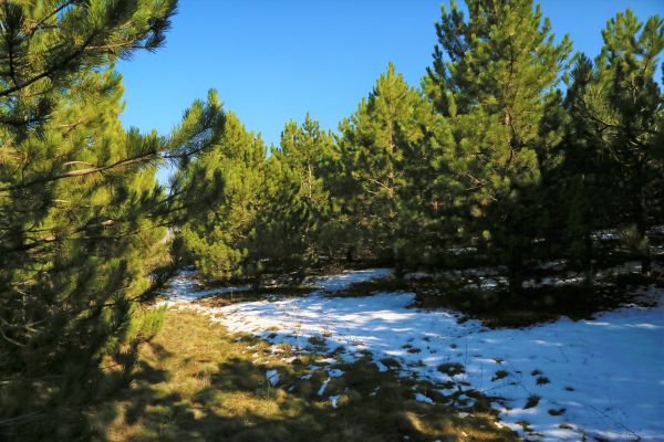 Bos, natuur, boom, natuurlijk landschap, sneeuw, de lente