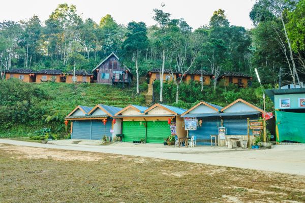 hutan, bayangan, wisatawan, sinar matahari, indah, dingin