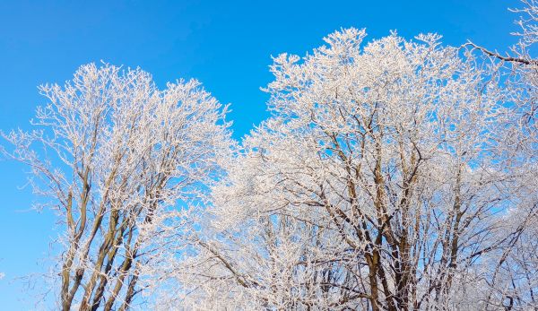 winter,snow,tree,twig,sky,white