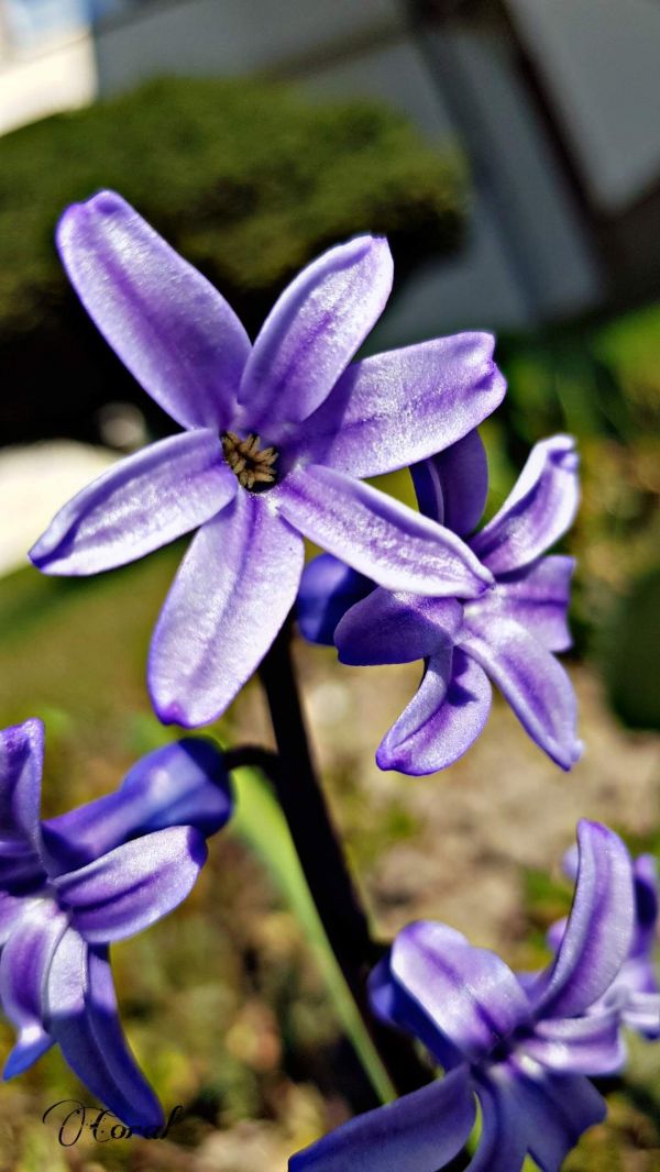 floare,plantă,Violet,planta cu flori,petală,triplet lily