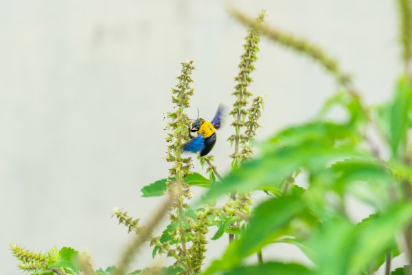 divoká rostlina,větev,Vietnam,Pumpkin Bee,včela,pták