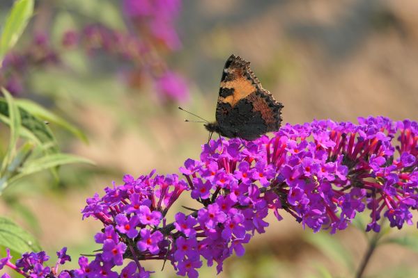 fleur,Pollinisateur,insecte,papillon,Naturel,plante