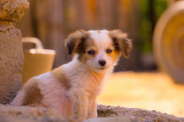 hund,hunderace,kødædende,selskabshund,fawn,whiskers