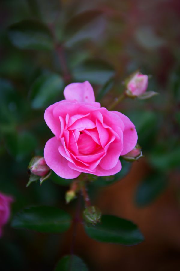 rose, bright, pink, autumn, garden, roses