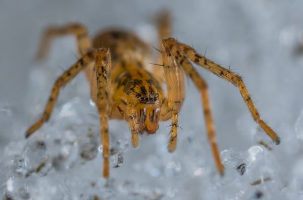 pavúk,pavúkovec,makro,sneh,orb tkáč pavúk,araneus