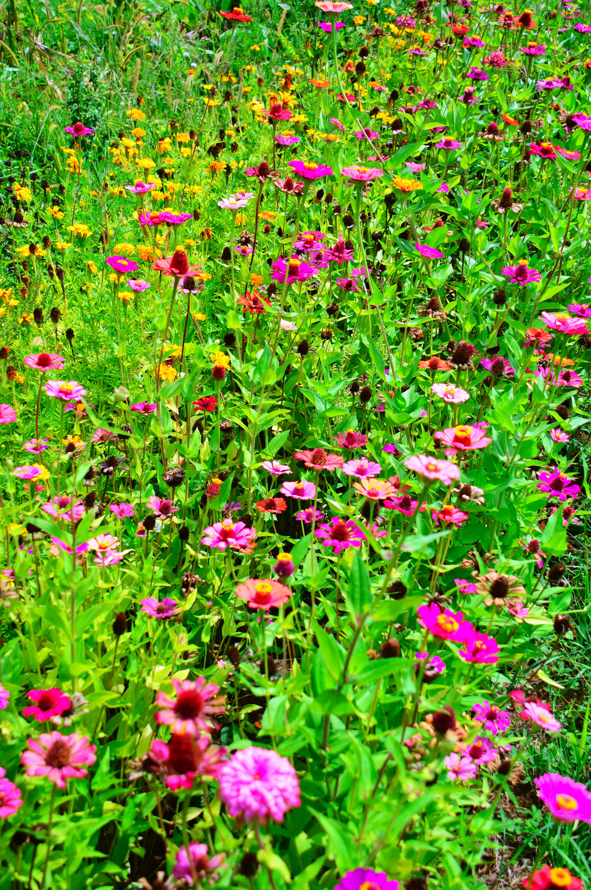 blomster, blomst, Krydderurt, Mark, eng, sommer, vild, bjerge, landskab, natur, have, farverig, smuk, wildflower, grøn, skønhed, mount, naturlig, baggrund, forår, Rainier, naturskøn, by, sø, blomster, plante, farve, flora, lyse, rød, blomst, gul, sæson, lyserød, blad, botanik, kronblad, flor, vegetation, græs, bunddække, blomstrende plante, etårig plante, Busk, Botanisk Have, urt