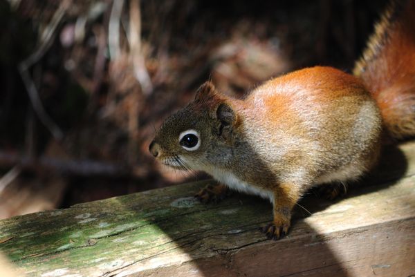 scoiattolo, natura, vertebrato, mammifero, terrestre, animale