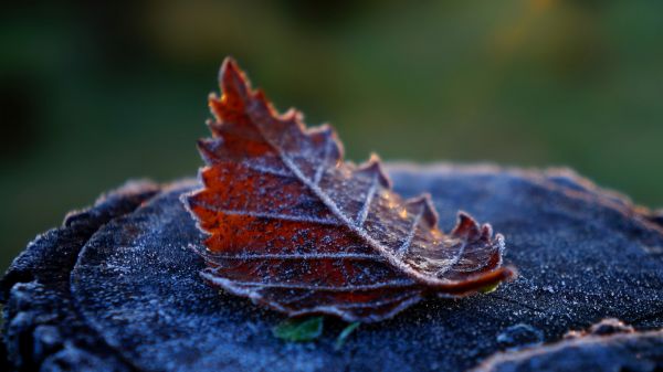 twig,leaf,frost,autumn,terrestrial plant,wood