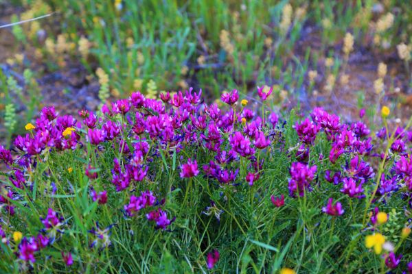 flower, spring, nature, colorful, plant, countryside