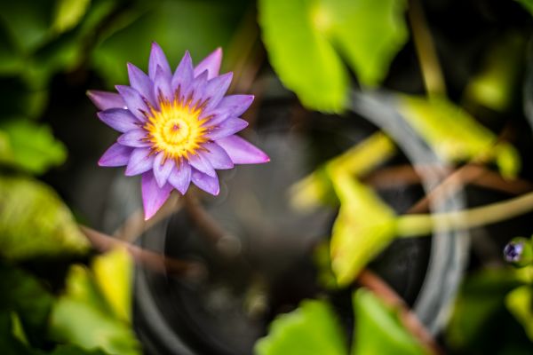 花, 水, 美容, 开花, 亚洲, 盛开