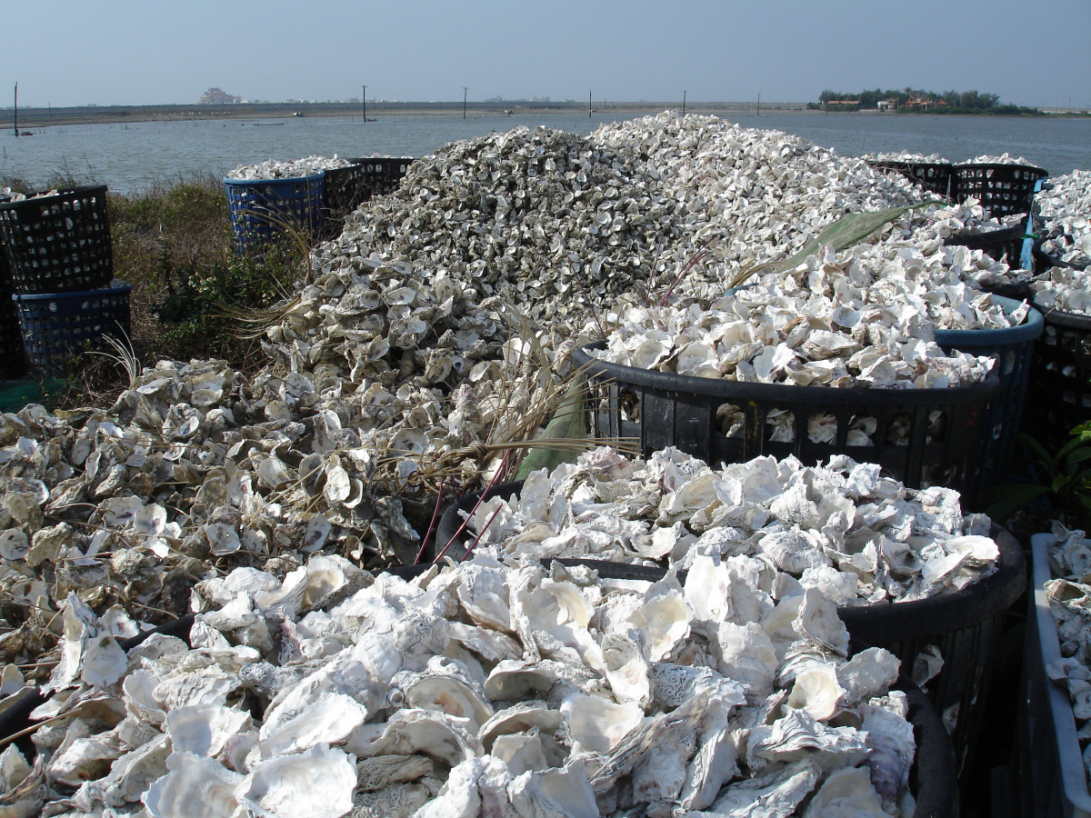 ustrice, oyster shell, škrupina, more, morské plody, pobrežie, Chiayi, tchaj-wan, suť, odpad, vlnolam, rock, vápenec