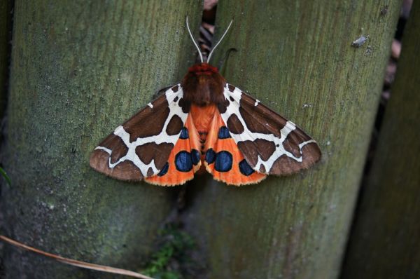 Polillas y mariposas, polilla, Cynthia subgenus, insecto, invertebrado, naturaleza