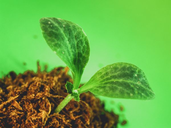 leaf, growth, green, seedling, spring, tree