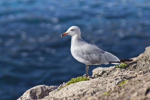 fugl,fly,hav,måke,nebb,western gull