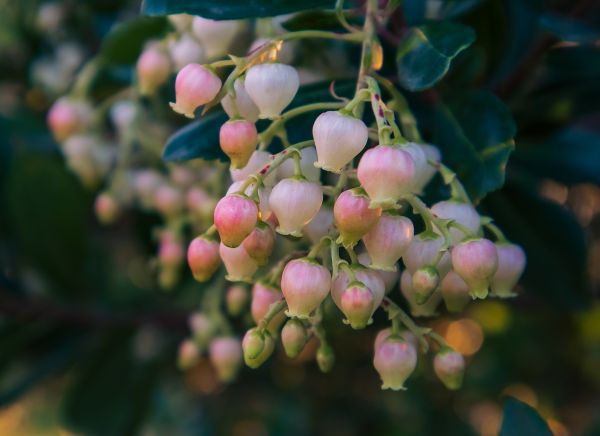 plante,arbre,branche,fruit,arbousier,brindille